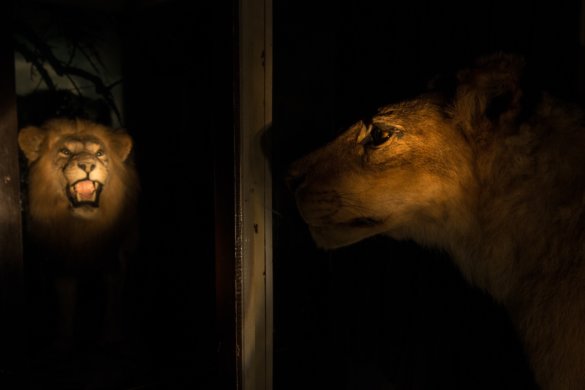 THE OPPOSITE OF ALIVE - YRM_9342ט